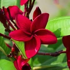 Red Plumeria (Plumeria Rubra) Kat Chapa/Champa Flower  Plant (Height 1.5-2 Feet) Strong, Sweet, And Exotic Fragrance, Especially Noticeable At Night, 1 Healthy Plant For Home Garden