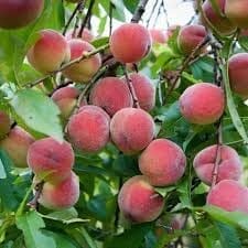 Floridaprince Peach Grafted Fruit  Plant (Height 2-2.5 Feet) Fruits After 1Year. Taste: Very Sweet, Juicy, And Mildly Tangy, 1 Healthy Plant For Home Garden Outdoor Tree