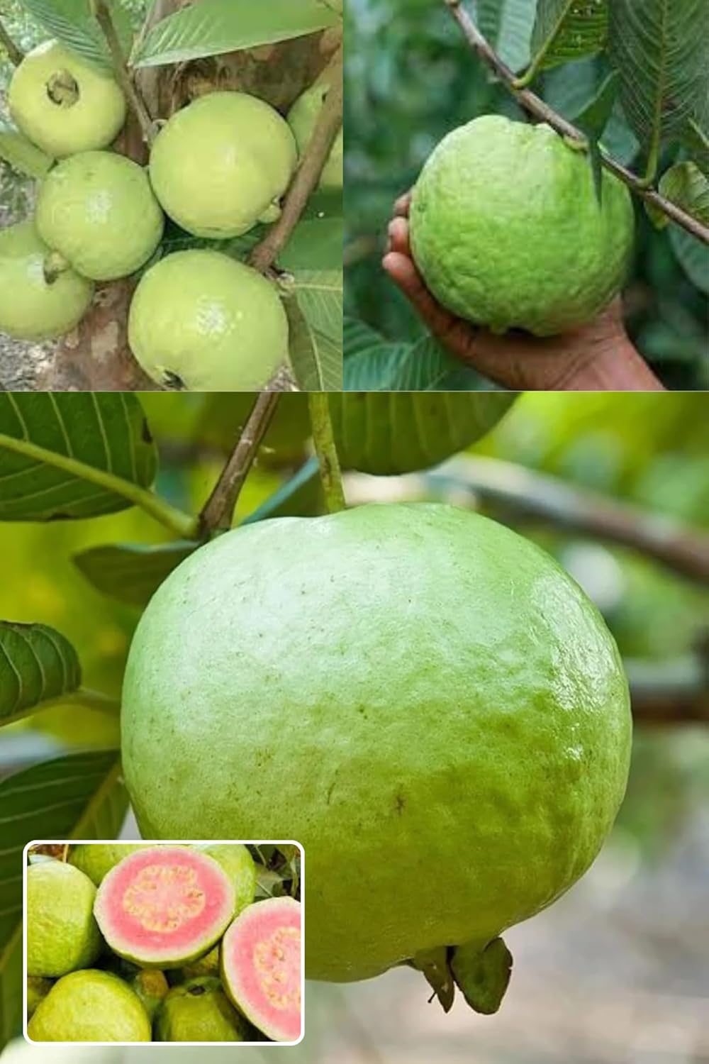 Madhuri Guava Amrood Layering/Grafted Fruit Plant (Height 1.5-2 Feet) Smooth Skin And A Soft, Juicy Interior, Sweet Aroma And Excellent Flavor, 1 Healthy Fresh Plant For Home Garden