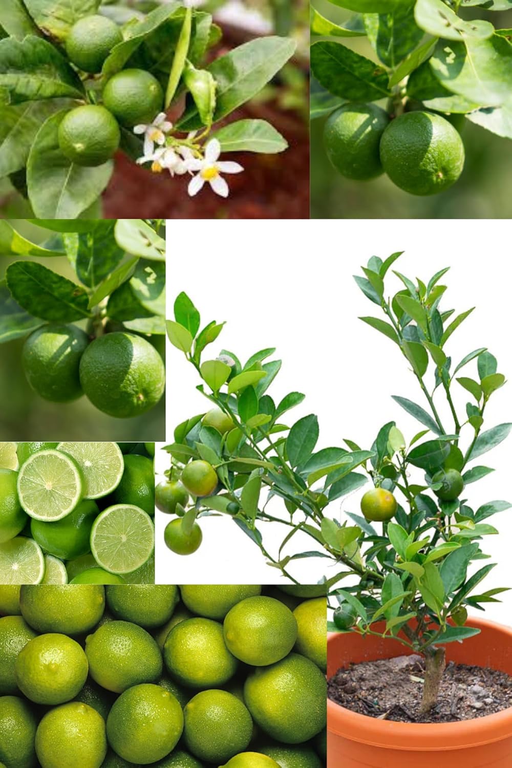 Fresh & Healthy Australian Lime/Nimbu Fruit Plant (Medium-Size) All Season Amrud Green Skin With Flesh Organic Hybrid Dwarf Varieties Lemon Fruit (Pack Of-1) Outdoor Fruit Tree