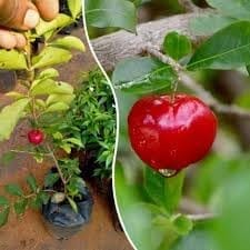 Barbados Sweet Apple Cherry- Cherries Layering/Grafted Fruit Plant (Height 1.5-2 Feet) Fruits After 10-12 Month,All Season Fruit, Sweet-Tart, Juicy Flavor.1Healthy Plant For Home Garden