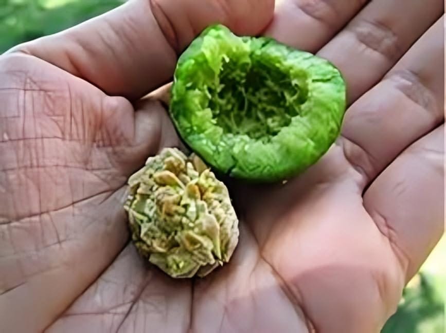 Rare Nepal Variety Rudraksha Healthy Plant (Heaight 1-1.5) Rudraksha Orignal Nepal Hybrid Variety Plant|Mild Fragrance| For Home Graden Outdoor Tree (Pack Of-1)