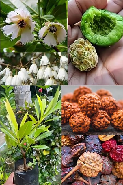 Rare Nepal Variety Rudraksha  Healthy Plant (Heaight 1-1.5) Rudraksha Orignal Nepal Hybrid Variety Plant|Mild Fragrance| For Home Graden Outdoor  Tree (Pack Of-1)