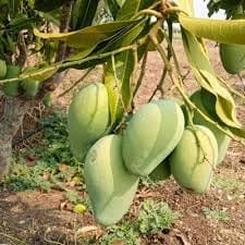 Sweet Amrapali Mango Aam Grafting Fruit  Plant (Height 1.5-2.5 Feet) Fruit After 1Year, Grafted/Hybrid  Fruit Plan|Richly Sweet And Aromatic Taste, 1 Healthy Plant For Home Garden