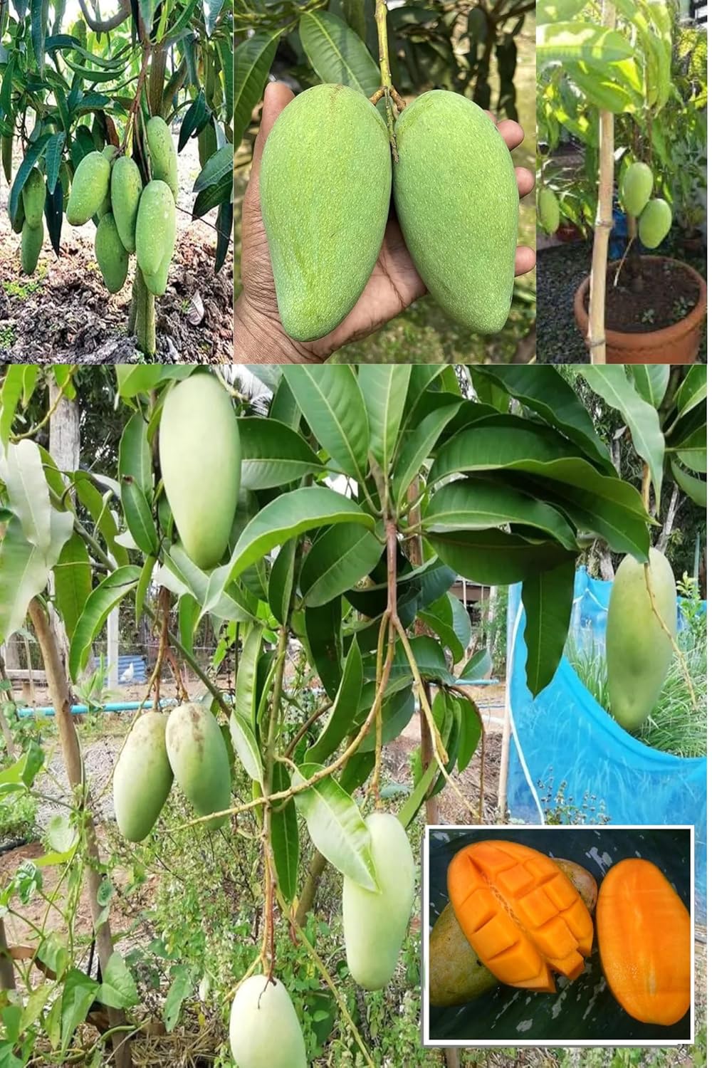 Thai Katimon All Time Sweet (Baromashi Mango) Aam Grafted Fruit Plant (Height 1.5-2.5 Feet) After Fruit 6 Month, Very Sweet And Aromatic Taste 1 Healthy Plant For Home Garden