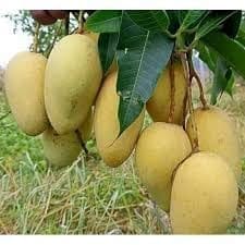 Thai Katimon All Time Sweet (Baromashi Mango) Aam Grafted Fruit  Plant (Height 1.5-2.5 Feet) After Fruit 6 Month, Very Sweet And Aromatic Taste 1 Healthy Plant For Home Garden