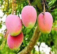 Sindhu Seedless Mango Aam Grafted Fruit  Plant (Height 1.5-2.5 Feet) Hybrid Varity Mango After Fruit 1 Year Rich, Sweet, And Aromatic Taste,(1 Healthy Plant For Home Garden