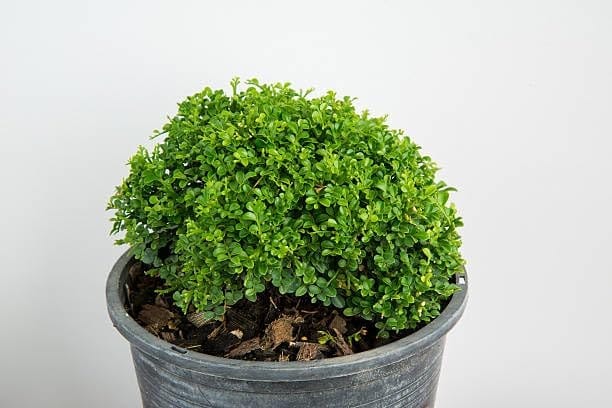 Rare Variety Table Kamini Bonsai Plant (Murraya Paniculata) Oxygen  Plant [Low Maintenance] | Air Purifier Indoor Plants | Indoor Lucky Plant For Living Room, Bedroom, Office, Home Garden