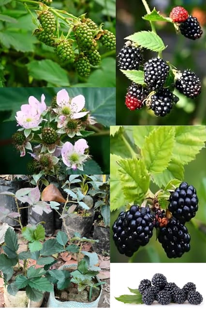 Rare Thai Variety Sweet Blackberry Fruit Plant (Heaight 1.5-2) Blackberry Orignal Hybrid Fruit Plant (Sweet Flavor 2 Healty Blackberry Plant) For Home Graden Outdoor  Tree