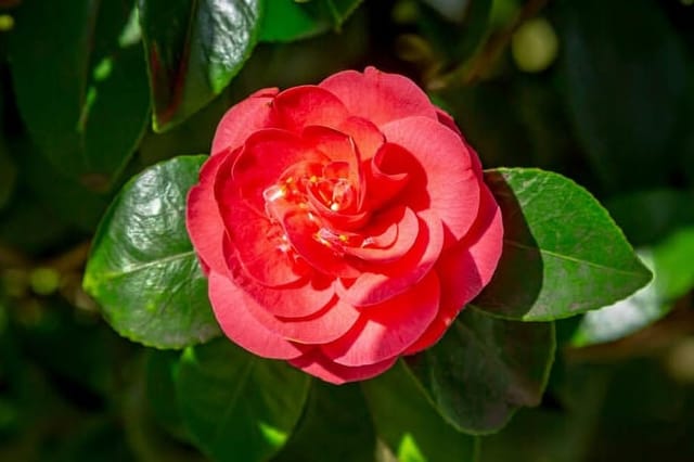 Rare  Black Magic Red Beauty Camellia Flower Plant (Heaight 1.5-2 Feet) Camellia Red Orignal Hybrid Variety Flower Plant/Sweet Fragrant For Home Graden Outdoor  Tree (Pack Of-1)