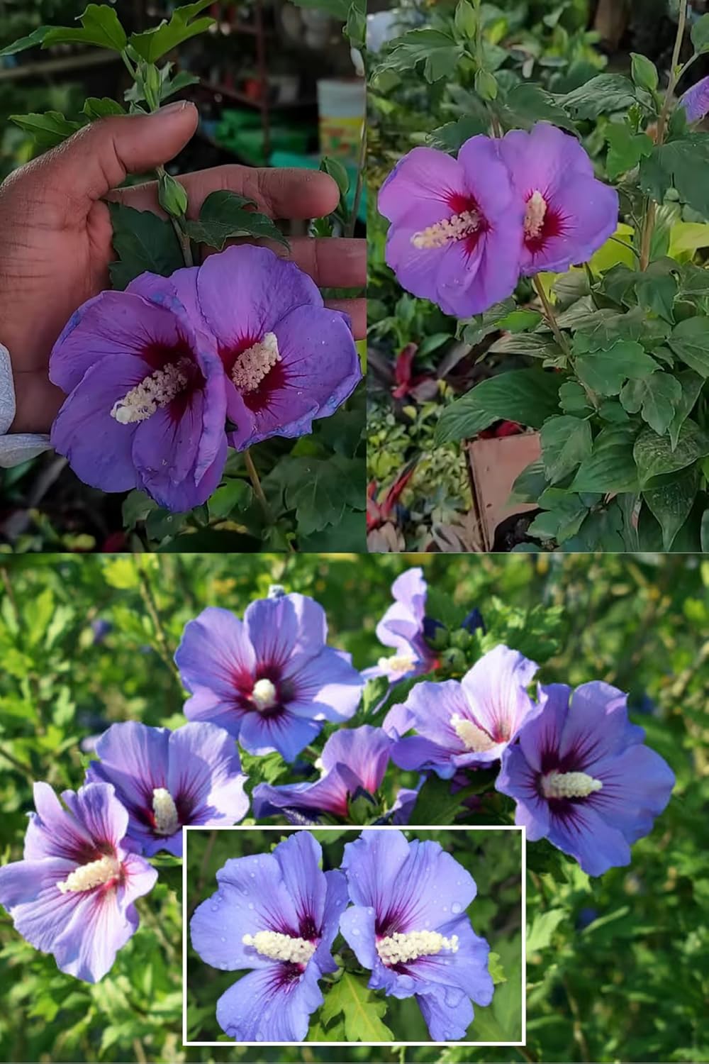 Rare Blue Bird Hibiscus (Alyogyne Huegelii) Joba Gudhal Flower Plant (Height 1-2 Feet) Air Layered Baromasi Flower After 1 Month, Light, Pleasant Fragrance For Home Garden