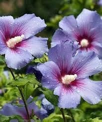 Rare Blue Bird Hibiscus (Alyogyne Huegelii) Joba Gudhal Flower  Plant (Height 1-2 Feet) Air Layered Baromasi Flower After 1 Month, Light, Pleasant Fragrance For Home Garden