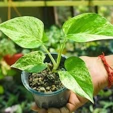 Rare Yellow- Golden Indoor  Money Plant Hybrid Variety (Pack Of-1Healthy Golden  Plant)|Air Purifier Plants|Indoor Lucky Plant For Living Room, Bedroom, Office, Home,Graden