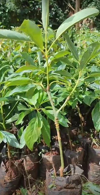 Hass Avocado Butter Fruit Grafted  Plant (1.5-2 Feet Height) Hybrid Variety Rare Exotic Dwarf Avocado Plant  Persea Americana Plant Fruit''1 Healthy  Plant For Home Garden