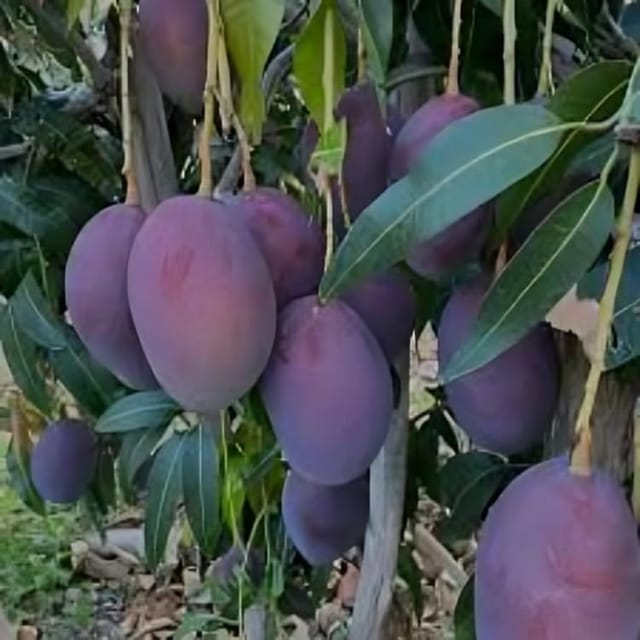 Rare   Black Stone Mango Fruit Plant (Height1.5-2Feet) Black Stone Orignal Hybrid Exotic Variety Grafted Fruit Plant |Taste: Sweet With A Slight Tangy Undertone| Outdoor tree