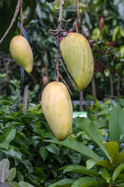 Rare  Thai Sweet Banana Mango Fruit Plant (Height1.5-2Feet) Bananamango Orignal Hybrid Exotic Variety Grafted Fruit Plant|Taste: Exceptionally Sweet, Undertones|Outdoor