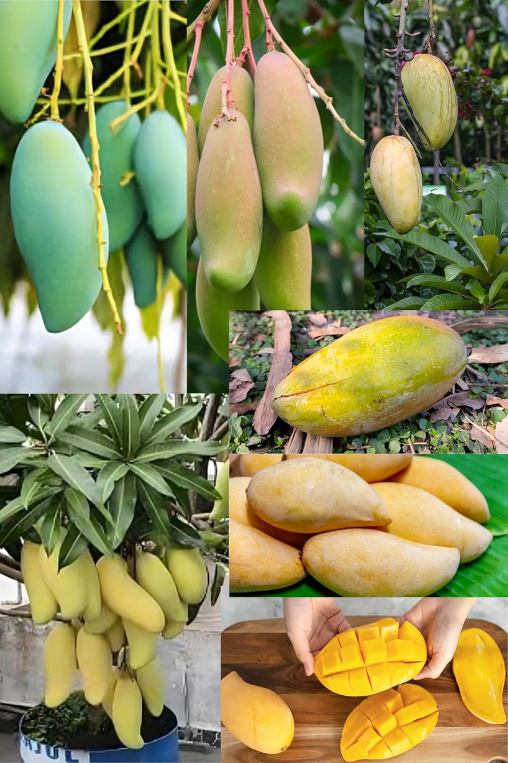 Rare Thai Sweet Banana Mango Fruit Plant (Height1.5-2Feet) Bananamango Orignal Hybrid Exotic Variety Grafted Fruit Plant|Taste: Exceptionally Sweet, Undertones|Outdoor