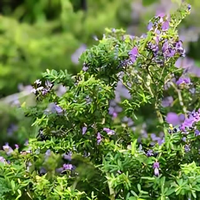 Rare  Bonsai Blue Bell Flower Plant (Height 1-2 Feet) Blue Bell Original Hybrid Variety Flower  Plant For Home Garden Excellent Choice For Indoor Or Outdoor  Tree Pack Of -1
