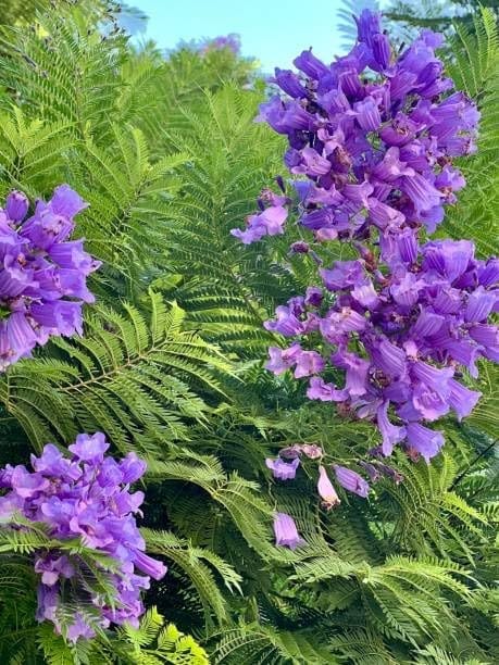 Jacaranda Blue Mimosifolia) Flowers Plant (Height 1.5-2 Feet) All Season Amrud (Blue) Skin With Fresh Organic Varieties Flower Fragrance: Mild And Sweet (Pack Of-1) Gardening  Tree