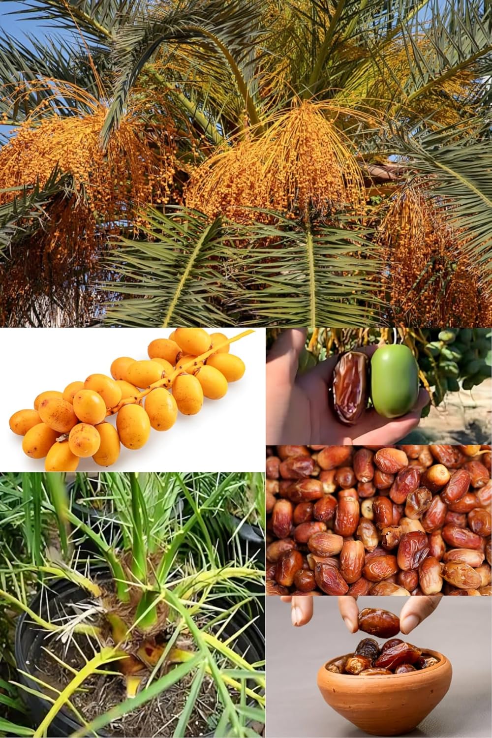 Rare Sweet Dwarf Arabian Date Plant (Height 1.5-2 Feet) Arabian Date Orignal Hybrid Date Palm Variety Fruit Plant | Khajur Fruit Plant | For Home Graden Outdoor Tree