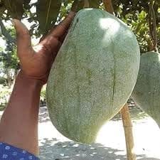 Fresh & Healthy Brunei King (4Kg) Mango Fruit Plant (Height 1.5-2 Feet) After Fruit 8-10 Month With Fresh Organic Hybrid Varieties Grafted Fruit Tree (Pack Of-1) Outdoor  Fruit Tree