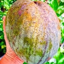 Fresh & Healthy Brunei King (4Kg) Mango Fruit Plant (Height 1.5-2 Feet) After Fruit 8-10 Month With Fresh Organic Hybrid Varieties Grafted Fruit Tree (Pack Of-1) Outdoor  Fruit Tree