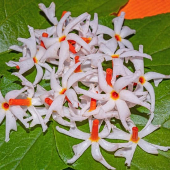 Parajat/ (Night-Flowering Jasmine)  Plant (Heaght 1.5-2 Feet) Orignal Hybrid Variety Flolwer Plant (Sacred And Highly Fragrant Flowers Plant) For Home Graden Outdoor  Tree