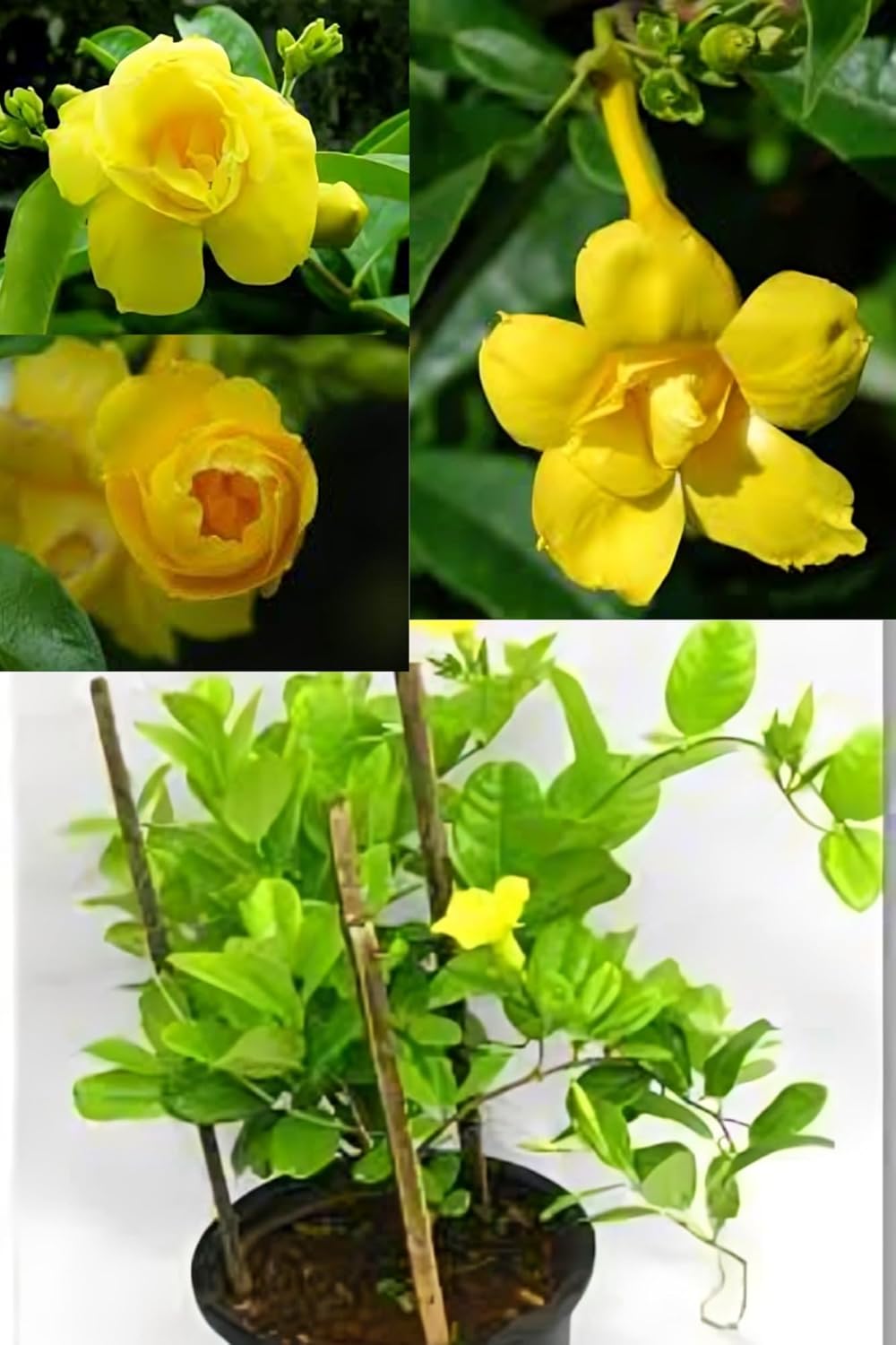 Rare Allamanda Yellwo Duble Patel Flower Plant (Height 1.5-2 Feet) Allamanda Orignal Rare Variety Flower Plant (Pack Of 1) For Home Garden Outdoor Tree