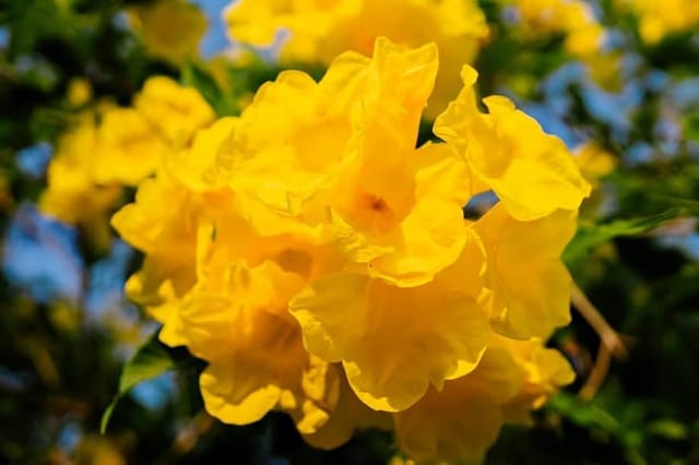 Rare  Allamanda Yellwo Duble Patel Flower Plant (Height 1.5-2 Feet) Allamanda Orignal Rare Variety Flower Plant (Pack Of 1) For Home Garden Outdoor Tree