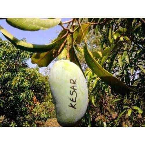 Rare Variety Kesar Mango Fruit Plant Hybrid (1.5-2 Feet Height) Kesar Mango Plant Original Rare  Mango Grafted Fruit Plant (1 Healthy Plant) For Home Graden Outdoor  Tree