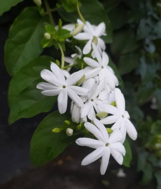 Indian Jasmine, Juhi, Jui, Jai, Jasmine Molle Flower  Plant (Height 1.5-2 Feet) Air Layered Fragrance :Strong, Sweet, And Exotic (1Healthy  Plant) For Home Garden