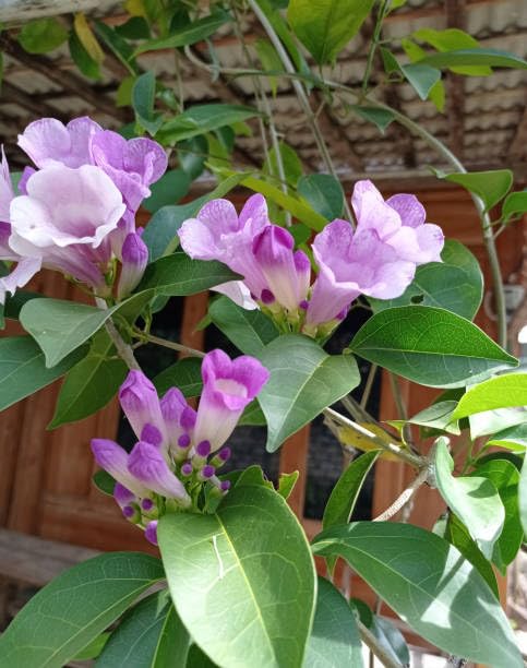Rare Garlic Vine (Mansoa Alliacea) Ajos Sacha, False Garlic, Garlic Creeper  Plant (Height 1-2 Feet) Air Layered, Flowering Climbing Vine Mildly Fragrant, 1 Healthy Plant For Home Garden