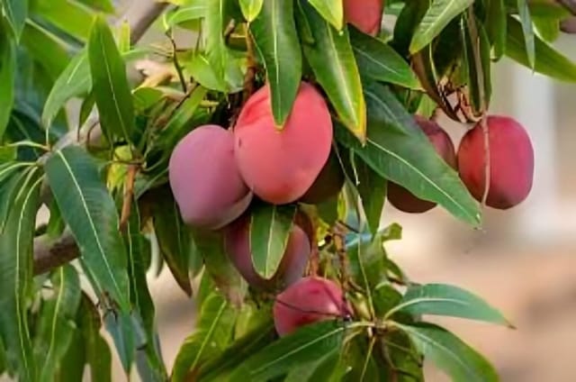 Sweet All Time Mango Fruit Plant (Heaight 1.5-2 Feet) Mango Hybrid Grafted Variety Fruit Plant Fruit After 6-7 Month All Season Fruit Thailand Baramasi Mangoplant Outdoor tree
