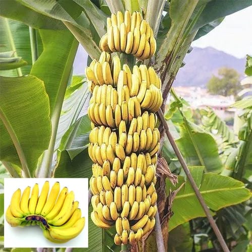 Grand Nine G9 Banana Tissue Cultured Fruit  Plant (Height 1.5-2 Feet) Fast -Growing Ideal For Home Garden