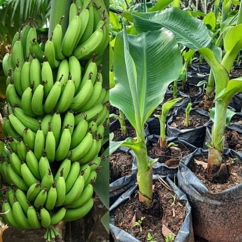 Grand Nine G9 Banana Tissue Cultured Fruit  Plant (Height 1.5-2 Feet) Fast -Growing Ideal For Home Garden