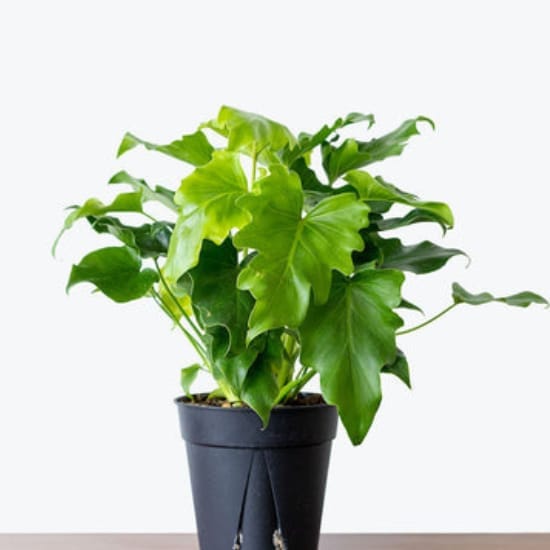Philodendron Selloum Plant | Lacy Philodendron  Plant | Green - Big Split Leaf, For Home, And Graden Take