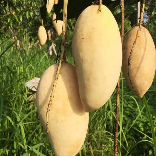 Thai Nam Doc Mai All Time Aam Grafted Mango Fruit  Plant (Height 1.5-2 Feet) sweet, aromatic mangoes, 1 Healthy Plant For Home Garden Take