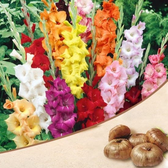 Gladiolus Multicolour Flowering Blubs (Pack Of -5 Blubs)Gladiolus flowers also make excellent cut flowers, For Home Garden Take