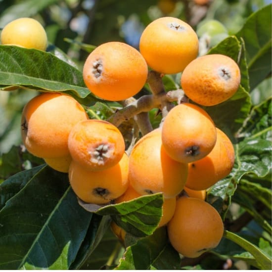Loquat Fruit  Plant (Height 1-2 Feet)  sweet to mildly tangy taste, For Home Garden Take