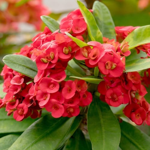 Euphorbia (Red) Milli Flower  Plant (Height 1.5-2 Feet) For Home Garden Take