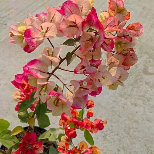 Bougainvillea (Chitra) Flower  Plant (Height 1-2 Feet) For Home Garden Take
