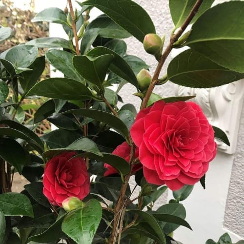 Black Lace Camellia (Camellia japonica ‘Black Lace’) Flower  Plant (Height 1.5-2 Feet )  For Home Garden Take