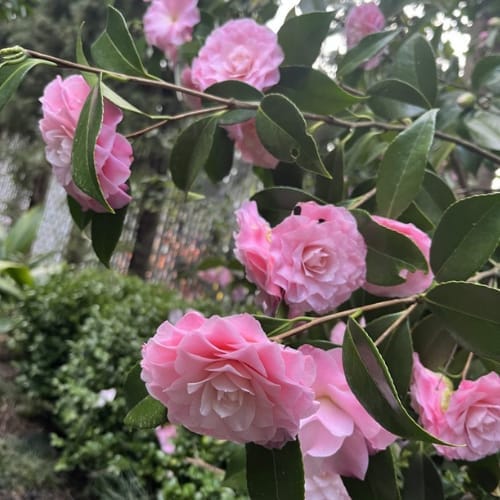 Nuccio’s Pearl Camellia (Camellia japonica ‘Nuccio’s Pearl’) Flower  Plant ( Height 1.5-2 Feet ) For Home Garden