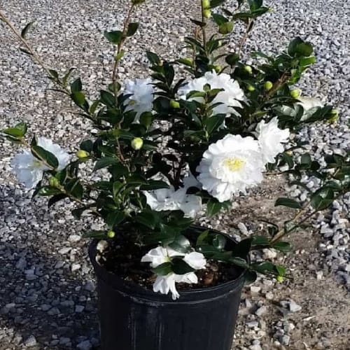 Silver Waves Camellia (Camellia japonica ‘Silver Waves’) Flower  Plant (Height 1.5-2 Feet) For Home Garden