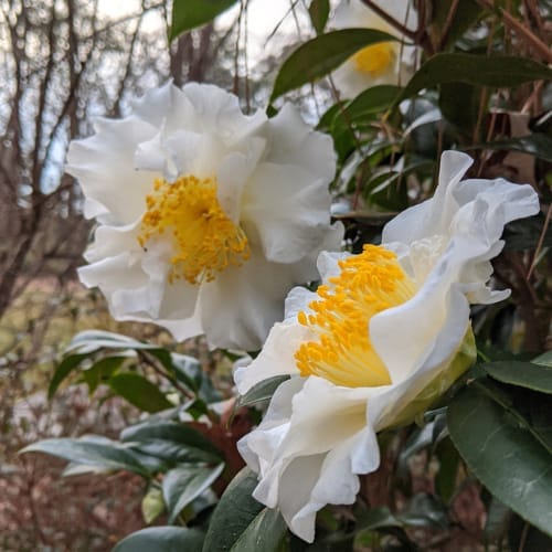 Silver Waves Camellia (Camellia japonica ‘Silver Waves’) Flower  Plant (Height 1.5-2 Feet) For Home Garden