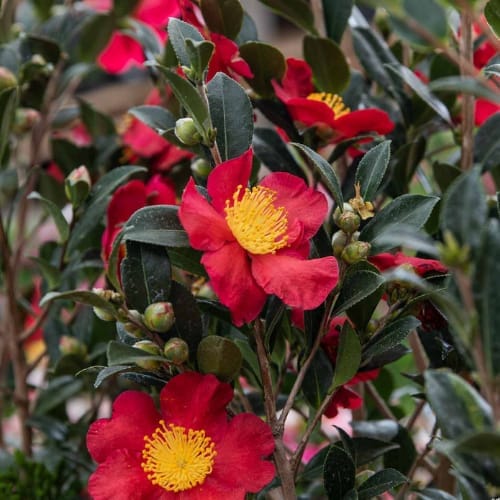 Yuletide Camellia Flower  Plant  (Height 1.5-2  Feet ) For Home Garden