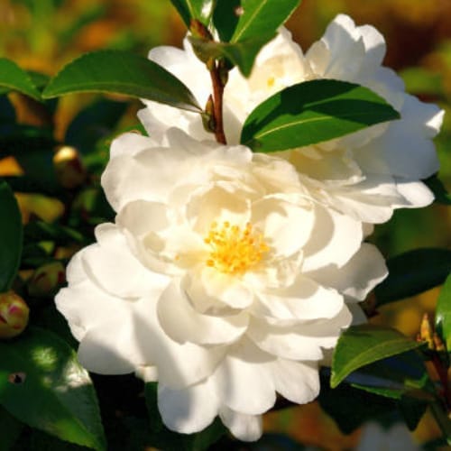 ZXXYANBI White Doves Camellia Flower  Plant (Height 1.5-2 Feet) For Home Garden