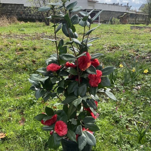 ZXXYANBI 'Nuccio's Bella Rosa' Camellia Flower   Plant  (Height 1.5-2 Feet ) For Home Garden