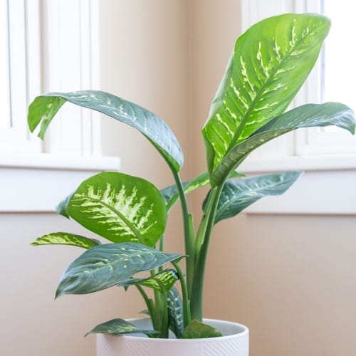 ZXXYANBI Dieffenbachia/Dumb Cane Air Purifier Indoor Lucky Plant For Living Room, Bedroom, Office, Home, And Graden Decor