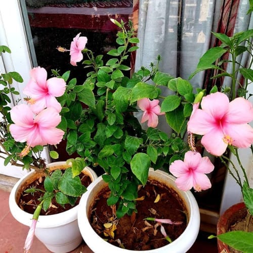 pink Colour Hibiscus Joba Flower  Plant (Height 1-1.5 Feet) soft pink flowers bloom repeatedly throughout the warm season,  For Home Garden